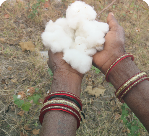Cotton in farmer hands